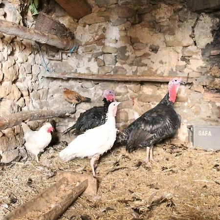 Casa Rural Amador Villarroya de los Pinares Kültér fotó